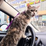 Кот в машине: как правильно перевезти и не навредить?