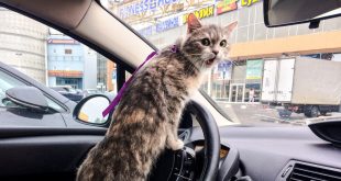 Кот в машине: как правильно перевезти и не навредить?